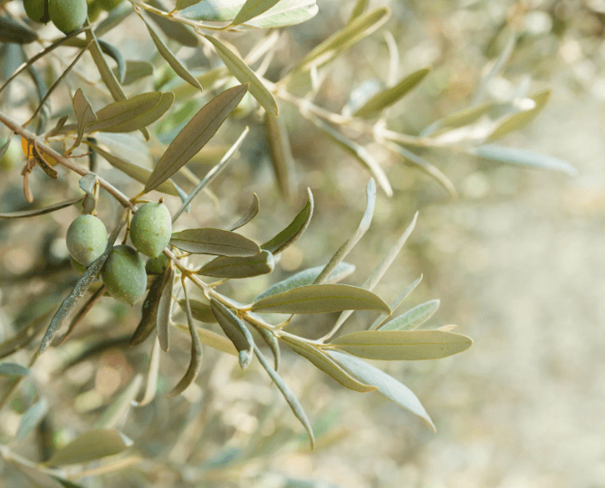 Huile d'olive