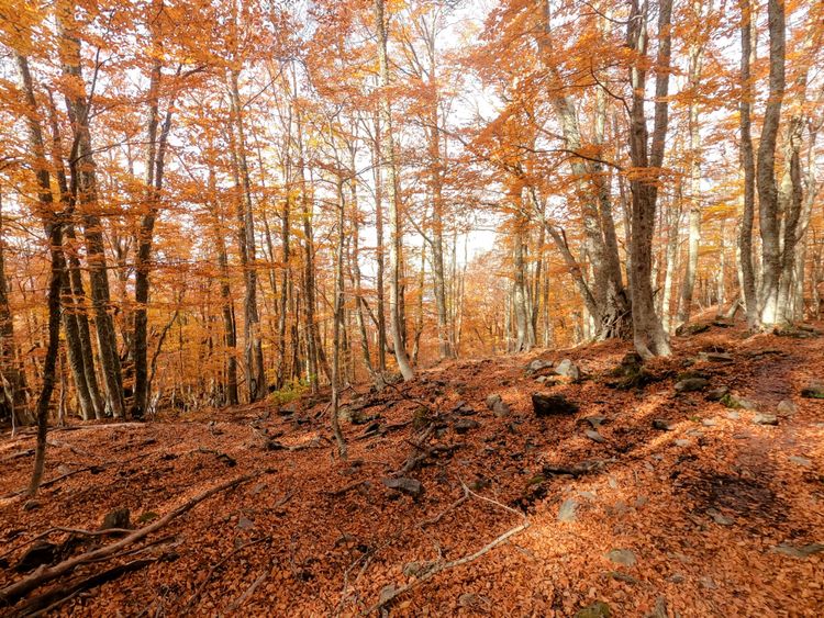 Le Mont San Petrone