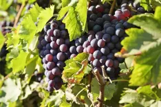 Domaine Falcucci