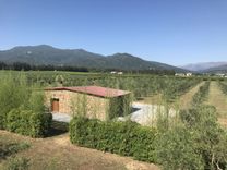 L'Oliu di Petru